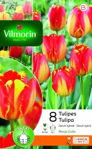 Tulipe Banja Luka (x8)